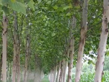 不會(huì)給速生法桐施肥，看這里！