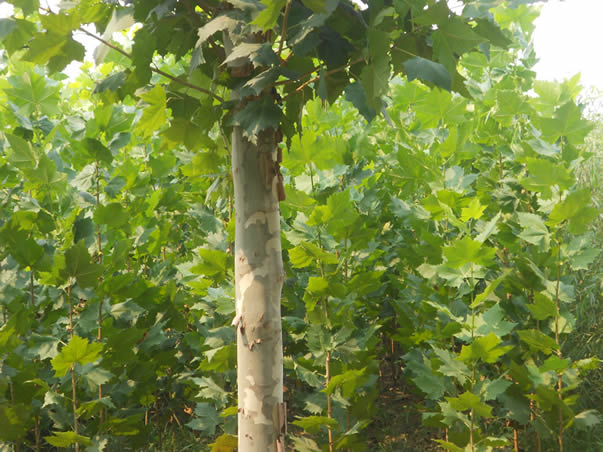 法桐苗木種植養護技巧