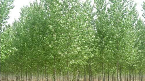 種植河南白蠟苗的養護方法你了解多少？